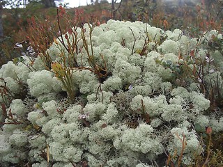 Image showing Lichen on the forest floor