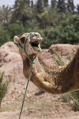 Image showing Camel in Marrakesch, Morocco