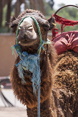 Image showing Camel in Marrakesch, Morocco