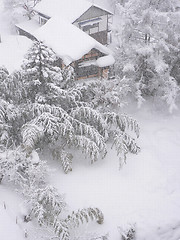 Image showing bamboo garden under the snow