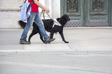 Image showing Guide dog is helping a blind man