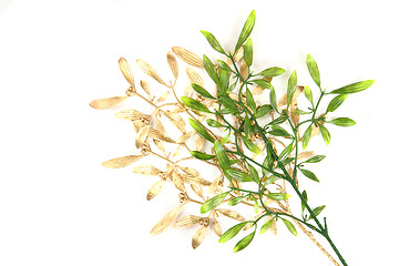 Image showing green and gold christmas mistletoe background