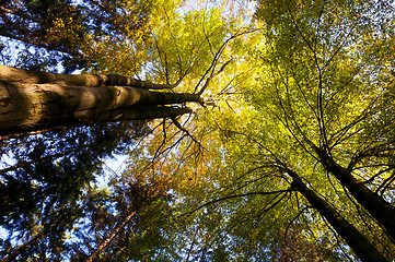 Image showing Autumn (fall) forest