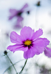 Image showing Autumn flower