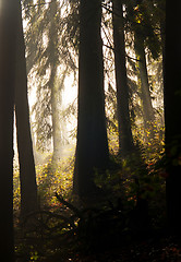 Image showing Morning in forest