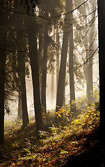 Image showing Morning in autumn (fall) forest