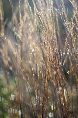 Image showing Grass. Abstract nature background