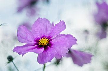 Image showing Autumn flower