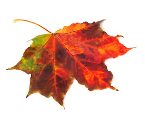 Image showing Multicolor autumn maple leaf on white background