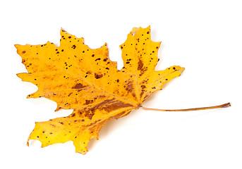 Image showing Speckled autumn leaf on white background