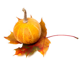 Image showing Orange decorative pumpkin on autumn maple-leaf