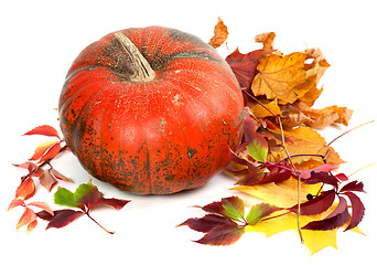 Image showing Red ripe pumpkin in autumn leaves.