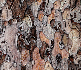 Image showing Wooden texture of pine-tree
