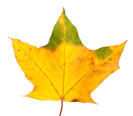 Image showing Autumn yellowed maple leaf