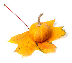 Image showing Small decorative pumpkin on autumn maple-leaf