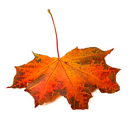 Image showing Red autumn maple-leaf