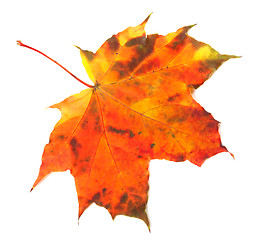 Image showing Multicolor autumn maple-leaf