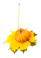 Image showing Decorative pumpkin on autumn maple-leaf