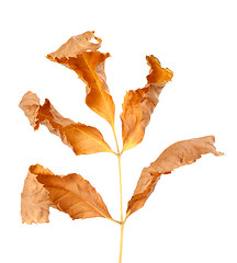 Image showing Dried autumn leaf