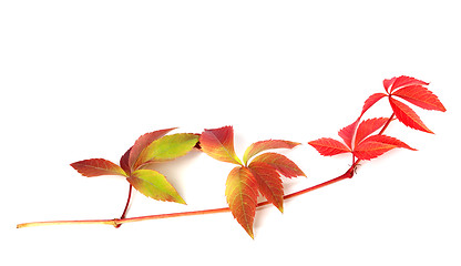 Image showing Branch of red autumn grapes leaves 