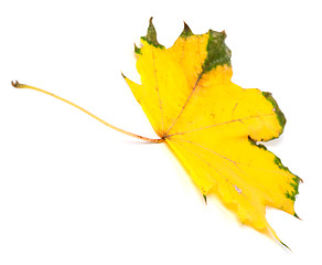 Image showing Yellowed autumn maple leaf