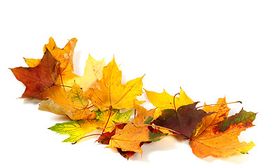 Image showing Dry multicolor maple leafs isolated on white background