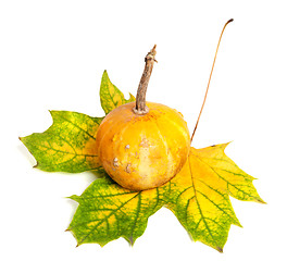 Image showing Small decorative pumpkin on autumn yellowed maple-leaf