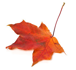 Image showing Red autumn maple leaf