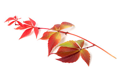 Image showing Branch of autumn grapes leaves (Parthenocissus quinquefolia foli