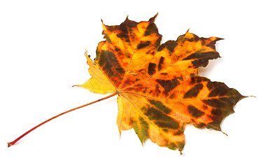 Image showing Multicolor autumnal maple leaf