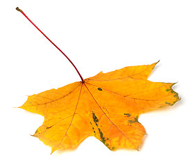 Image showing Yellow autumn maple-leaf on white background