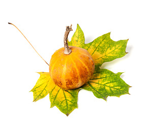 Image showing Small decorative pumpkin on autumn multicolor maple-leaf