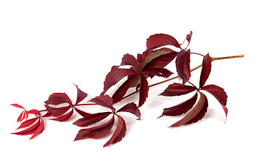Image showing Branch of red autumn grapes leaves (Parthenocissus quinquefolia 