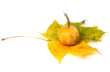 Image showing Small decorative pumpkin on yellowed maple-leaf