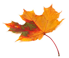 Image showing Multicolor autumn maple leaf