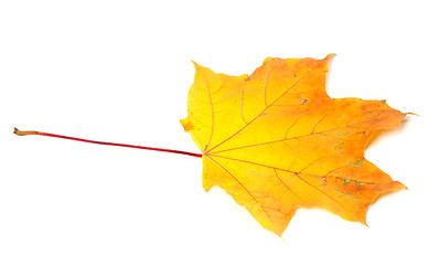 Image showing Orange autumn maple-leaf