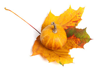 Image showing Decorative pumpkin on autumn maple-leaf. Top view.