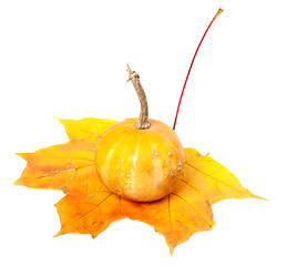 Image showing Small decorative pumpkin on orange autumn maple leaf