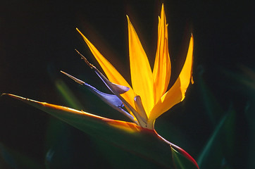 Image showing Bird of Paradise