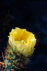 Image showing Cactus Flower