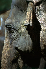 Image showing Elephant