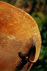 Image showing Elephant