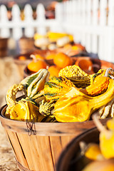 Image showing pumpkin patch