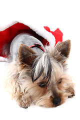 Image showing christmas dog