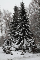 Image showing winter tree in the snow 