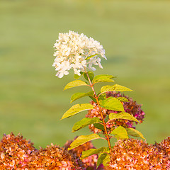 Image showing White flower in a garden