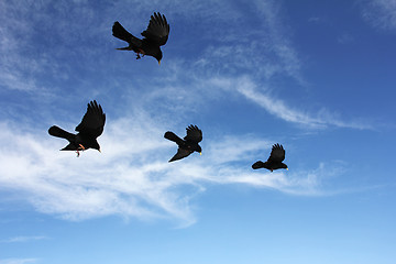 Image showing BirdsInFlight