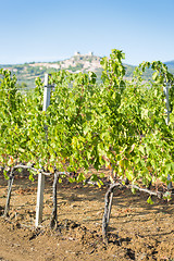 Image showing Grapevines near Montemassi