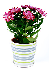 Image showing Potted Chrysanthemum