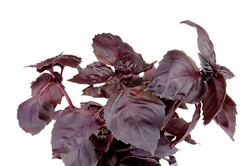 Image showing Purple Basil